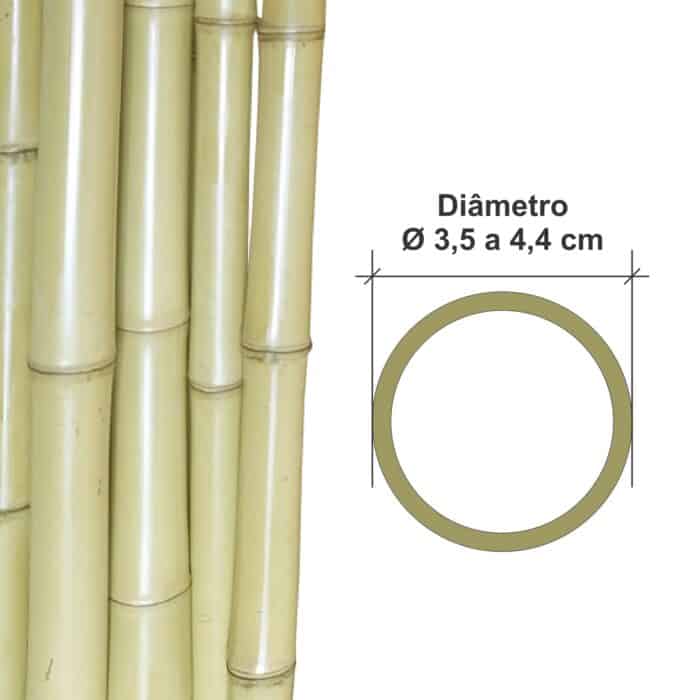 bambu tratado cana da india 3 5a4 4