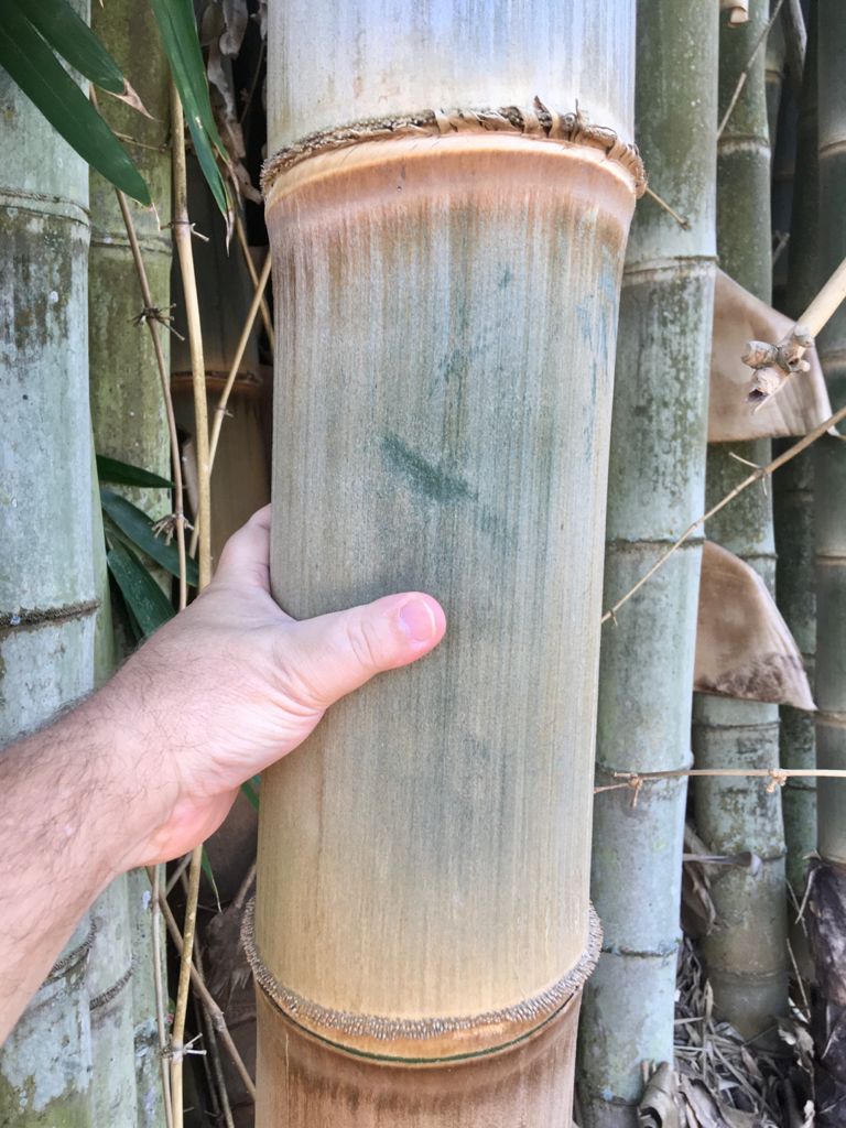 bambu dendrocalamus asper in natura em pe 01