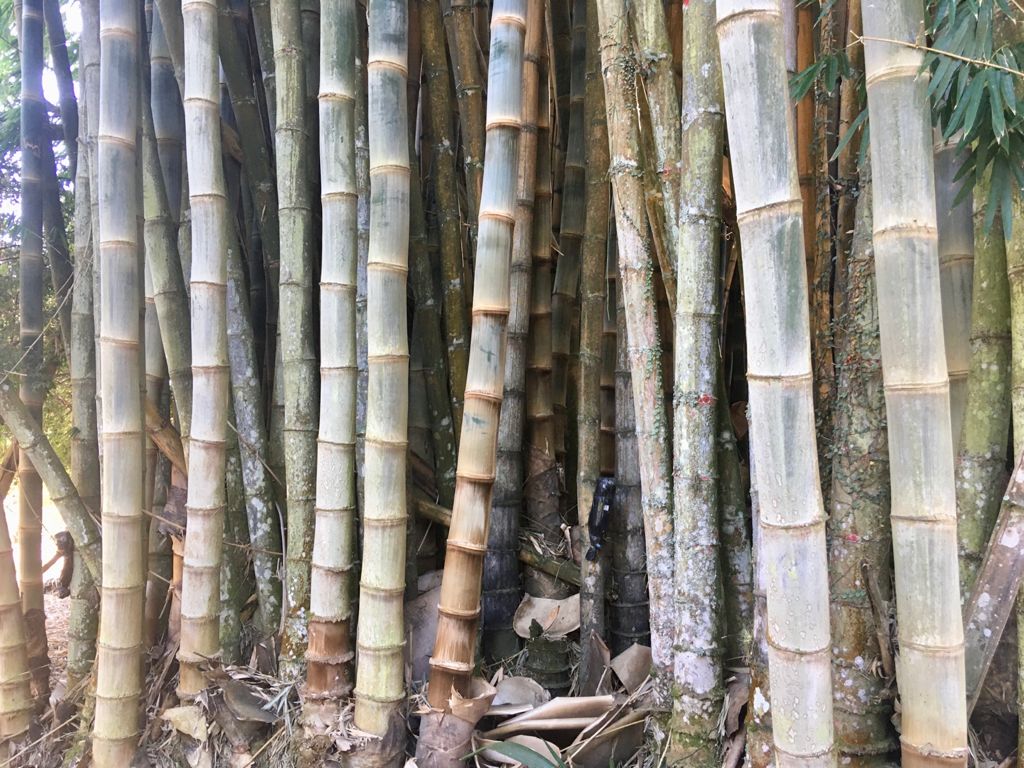 bambu dendrocalamus asper in natura em pe 02
