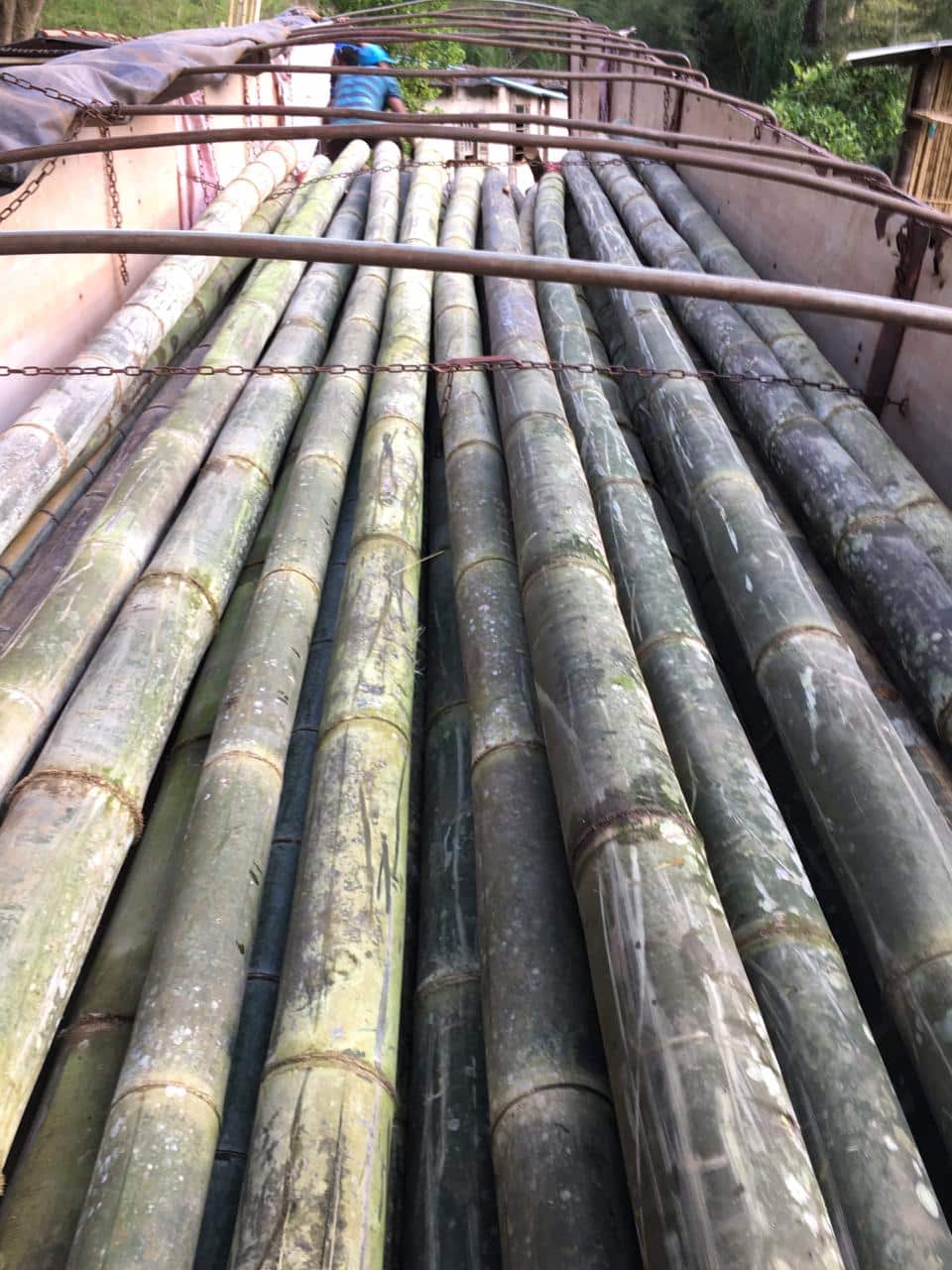 carga fechada de bambu dendrocalamus asper in natura 01