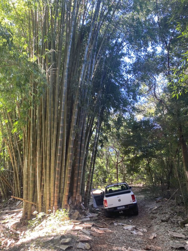 Anúncios Bambu Em Pé D. asper Faz.Cananeia 1