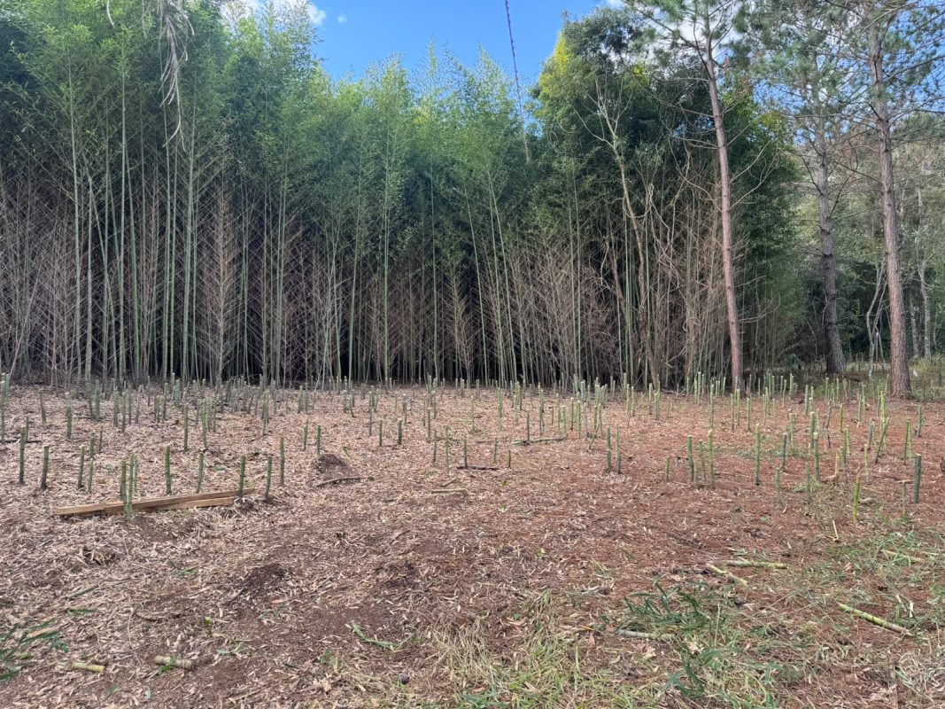 Anúncios Bambu Em Pé 1000608924