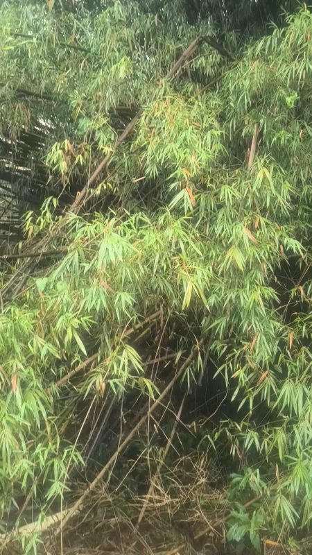Anúncios Bambu Em Pé 1000243293 1